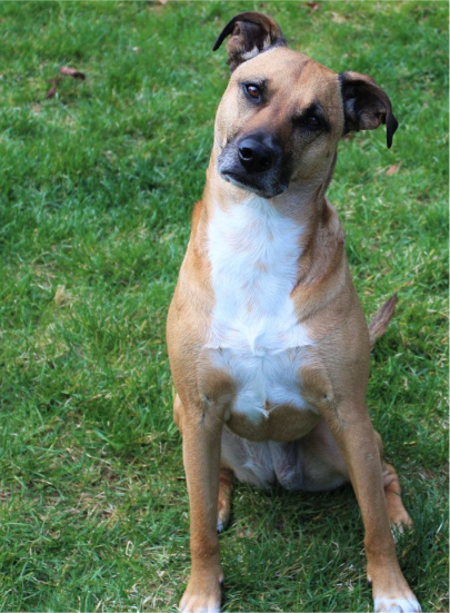 Black Mouth Cur