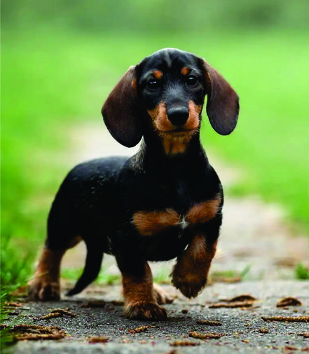 Dachshund