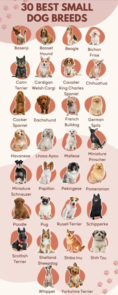 dog breeds