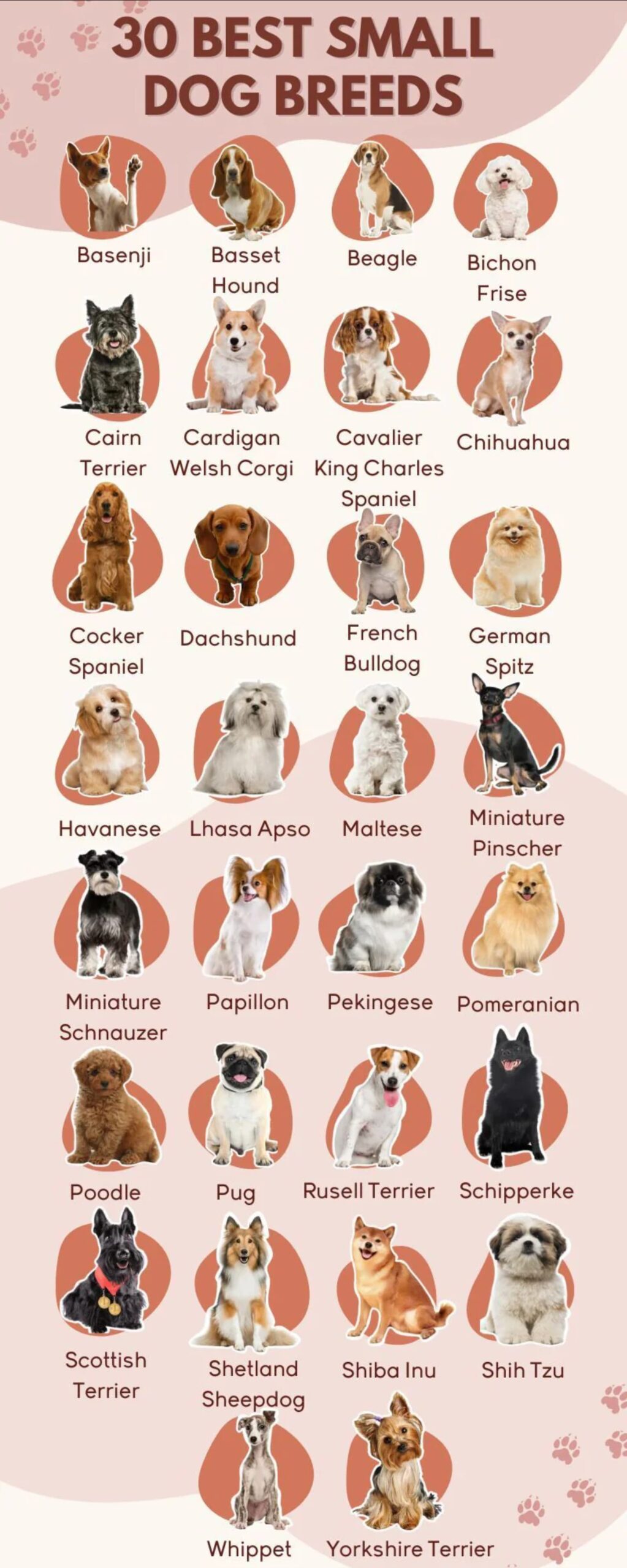 dog breeds